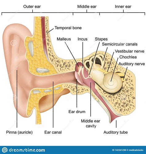 How To Settle The Crystals In Your Ear at Mark Guerrero blog