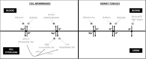 Interpretation of urea and electrolytes | OSCEstop | OSCE Learning