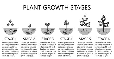 Stages Of Flower Growth, Stages of the Lotus flower | Lotus plant ...