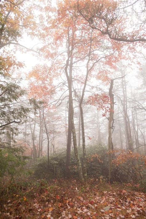 A Foggy Forest During Autumn · Free Stock Photo