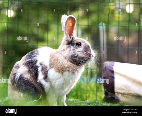 Flemish Giant Rabbit High Resolution Stock Photography and Images - Alamy