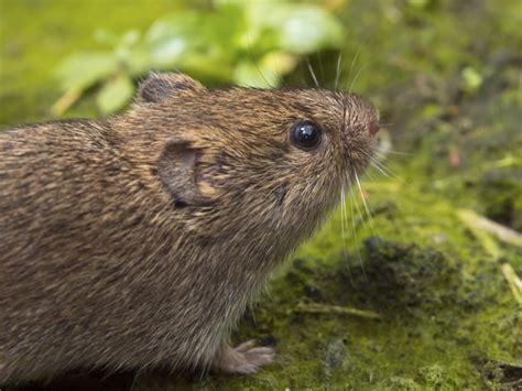 Types of Small Rodents in Michigan | Hunker