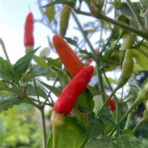 Tabasco Pepper Live Plant | Tyler Farms