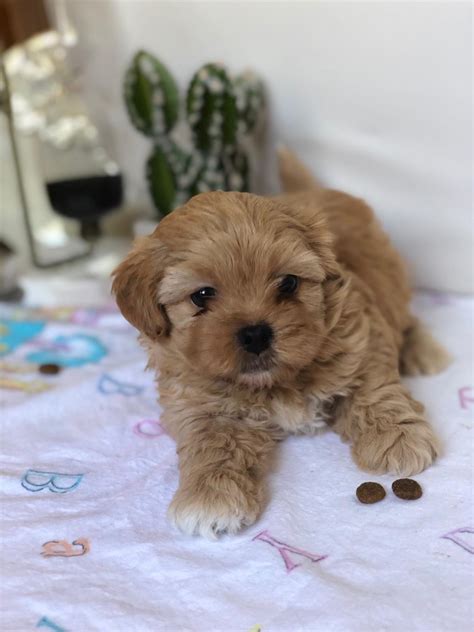 Shih-Poo Puppies For Sale | Selden, NY #307617 | Petzlover