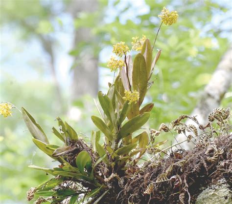 Scientists surveying orchids, epiphytes at Corkscrew Swamp Sanctuary ...