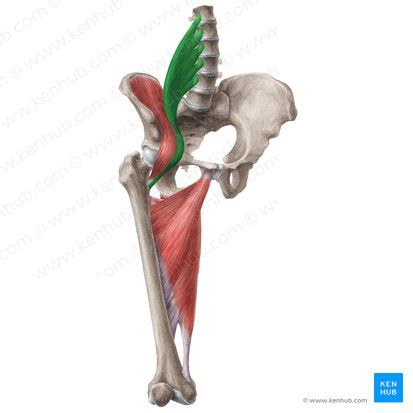 Psoas major: Origins, insertions, actions, innervation | Kenhub