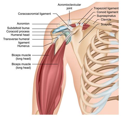 Shoulder Anatomy