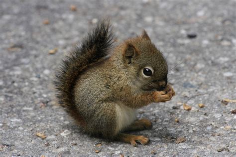 baby animals squirrel animals Wallpapers HD / Desktop and Mobile ...