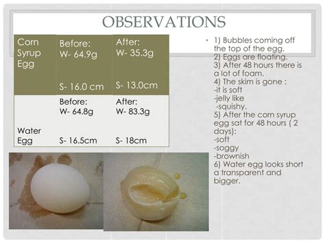 PPT - Egg Osmosis Experiment PowerPoint Presentation, free download ...