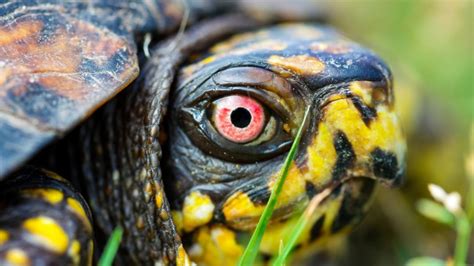 Box Turtle Hibernation: What You Need To Know – The Turtle Hub