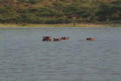 Island Camp Baringo - Wildlife at Lake Baringo