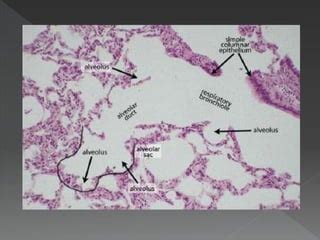 Alveolus Histology