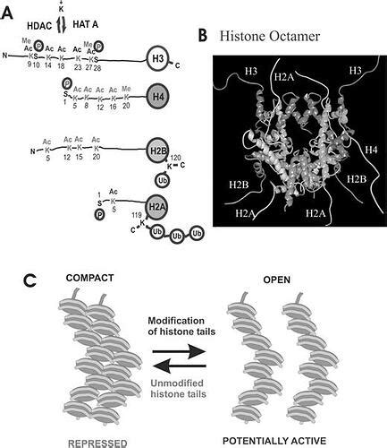 Histone deacetylase inhibitors combat negative cognitive effects found ...