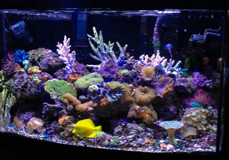 Updated pic of my soft coral tank. | Saltwater fish tanks, Aquarium ...