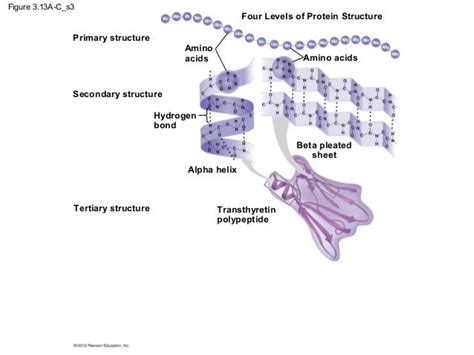 Alpha Helix And Beta Sheet Structure