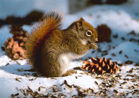 Foraging During Winter - The Prepared Page