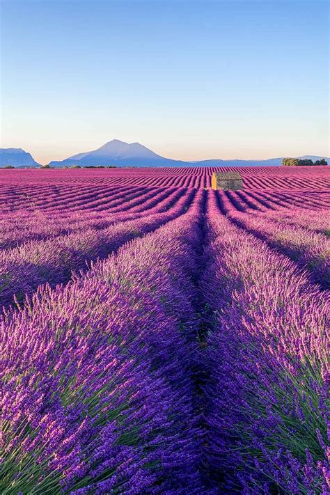 Pictures Of Lavender Fields In France - bmp-box