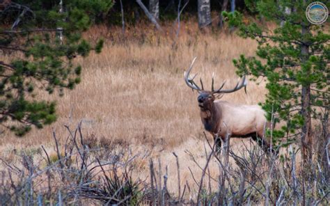 POTW: The Bugling Bull Elk - Paddle & Trails