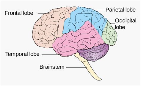 Diagram Showing The Lobes Of The Brain Cruk - Human Brain Lobes Diagram ...