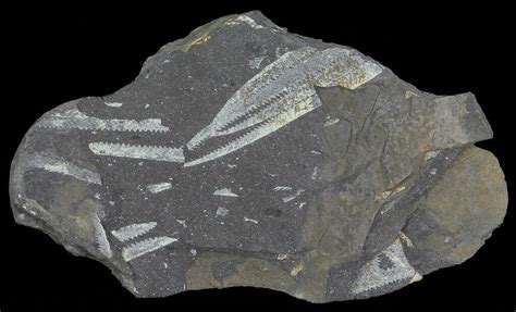 Fossil Graptolites (Didymograptus) - Great Britain (#66612) For Sale ...