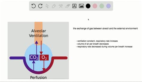 SOLVED: Alveolar ventilation remains constant when . a. the respiratory ...