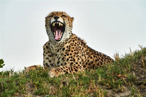 Cheetah Teeth are Metal : natureismetal