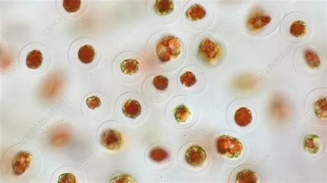 Haematococcus pluvialis algae - Stock Video Clip - K006/9431 - Science ...