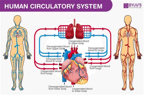 Human Organ Systems Grade 5