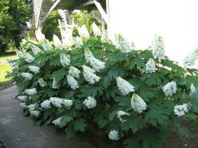 Gatsby Gal® - Oakleaf hydrangea - Hydrangea quercifolia | Proven Winners