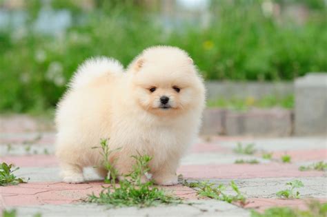 Types of Small Fluffy Dogs - Pet Ponder