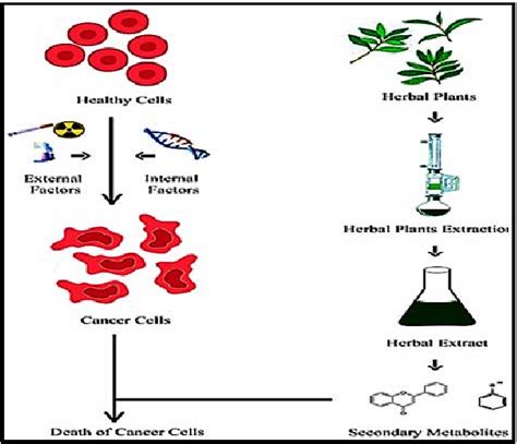 Flow chart representing the Herbal Treatment on Cancer Cells ...