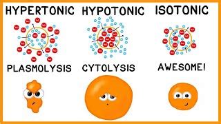 Hypertonic - Isotonic and Hypotonic Solution = Simple E... | Doovi