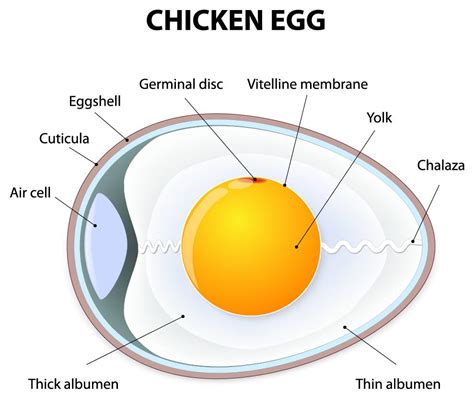 Egg Structure - The Structure of an Egg | The Poultry Pages