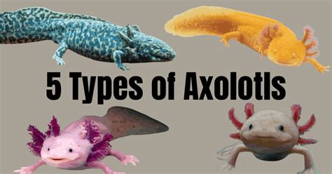 Discover the Diversity: Different Types of Axolotls Explained ...