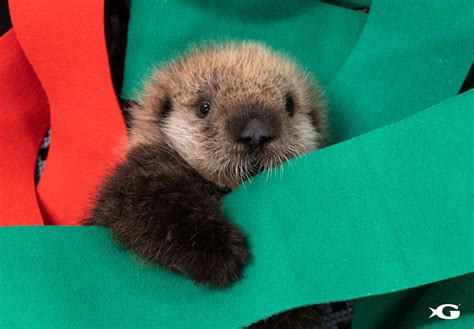 Two Rescued Baby Sea Otters Have Arrived at Georgia Aquarium | Southern ...