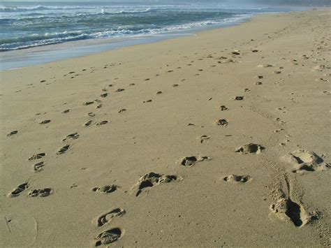 Free stock photo of beach, footprints in the sand