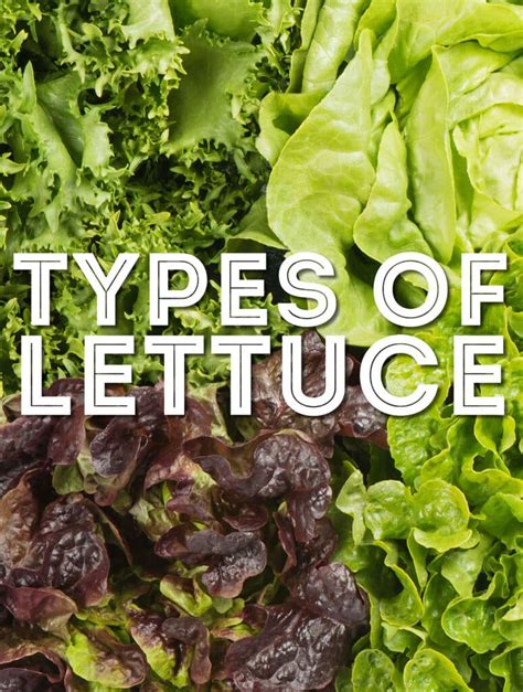 26 Types Of Lettuce From A to Z (With Photos!) | Live Eat Learn