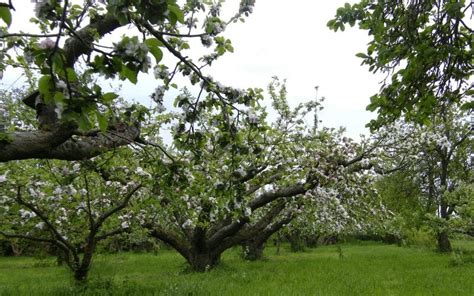 How to Prune Old Apple Trees to Produce Better Fruit