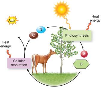 Photosynthesis & Respiration - The World of AP Biology