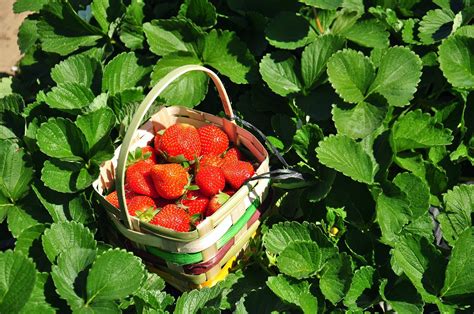 - tey's fleeting moments -: Strawberry Picking in La Trinidad