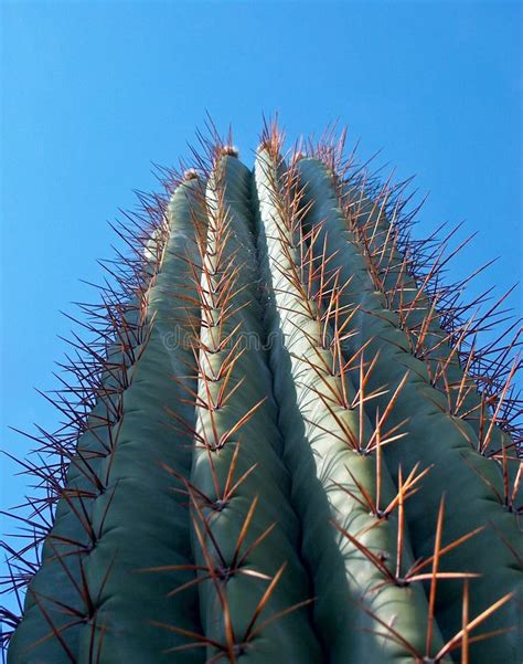 Tall cactus plant stock image. Image of thorns, plant - 2713313