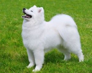 How to Get The Most From The Samoyed Temperament