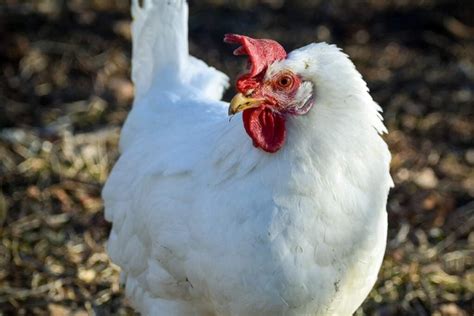 A Guide to White Leghorn Chickens: A Bird That Deserves a Spot in Your ...