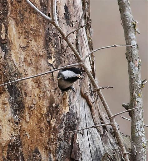 All of Nature: Black Capped Chickadee Nest Cavity Making