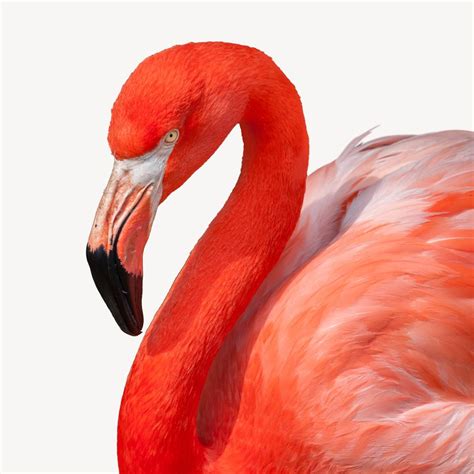 Flamingo bird isolated design | Free Photo - rawpixel