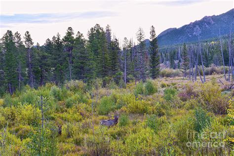 Bull Elk Bugling At Sunrise Photograph by Catherine Sherman - Fine Art ...