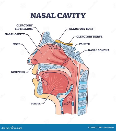 Human Nose Anatomy Diagram