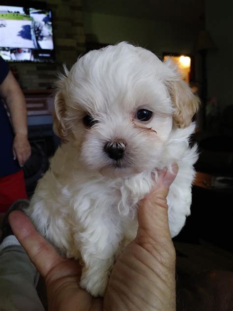 Shih-Poo Puppies For Sale | Chuckey, TN #278243 | Petzlover