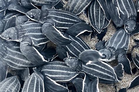 FAU | Study Finds Why Baby Leatherback Marine Turtles Can’t ‘See the Sea’