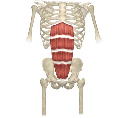 Rectus Abdominis Muscle Anatomy